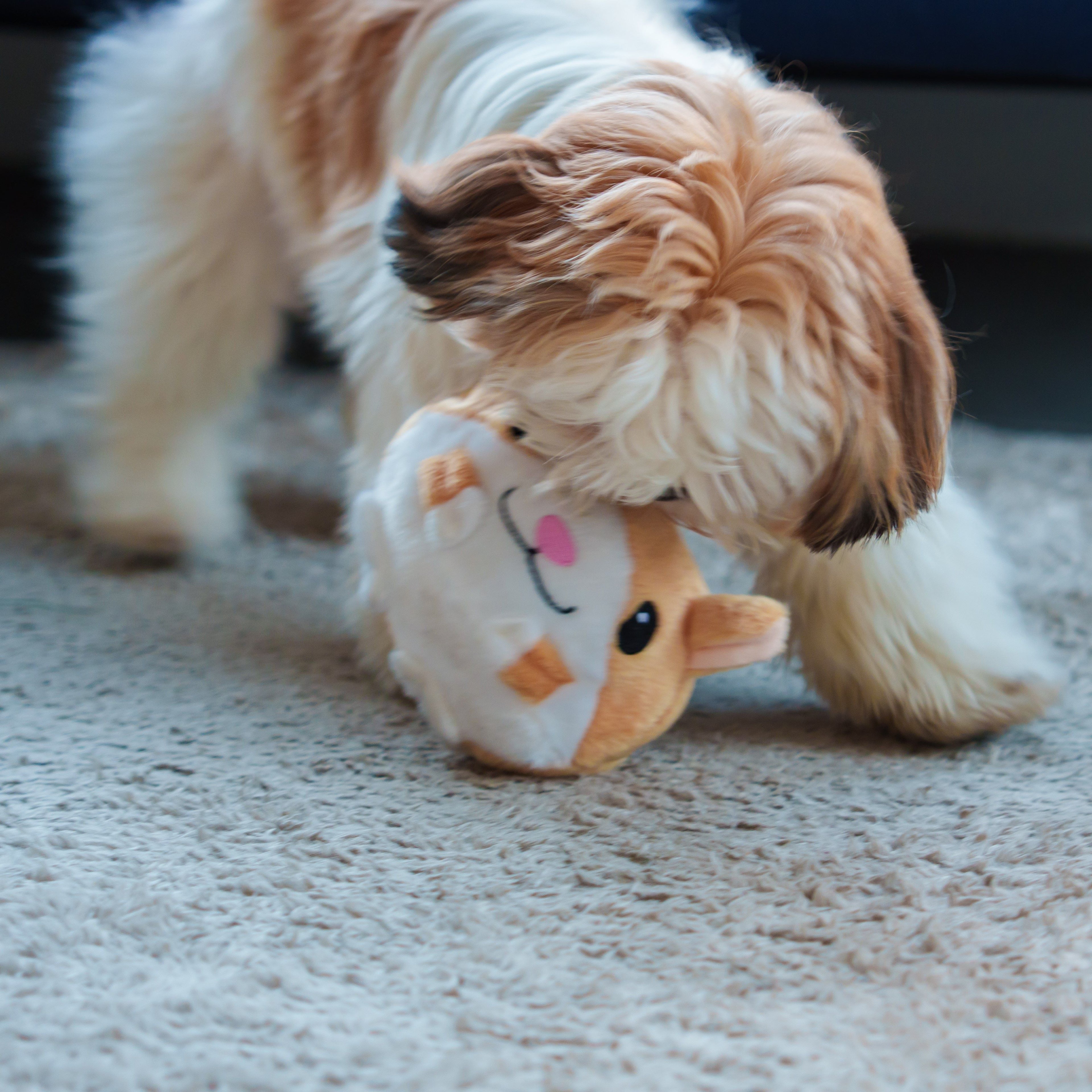 Puppy Pursuit– Boredom-Busting Interactive Dog Toy
