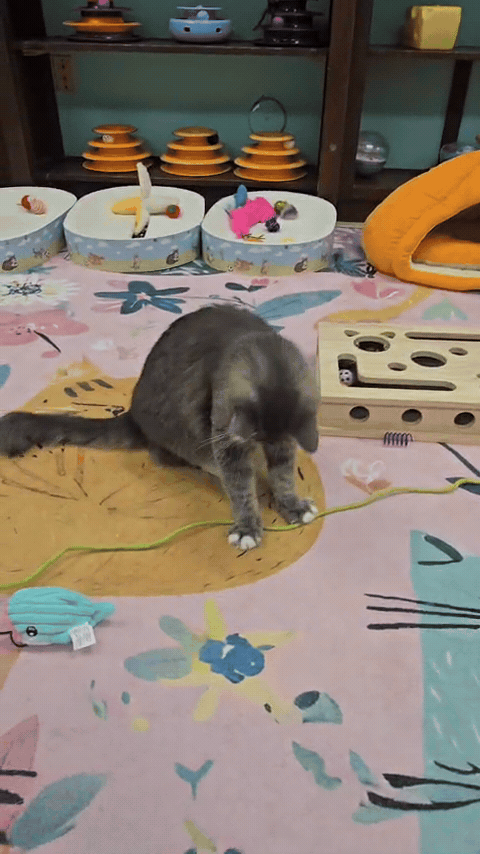 Long Tail Louie- Wool Mouse Long Tail Cat Toy