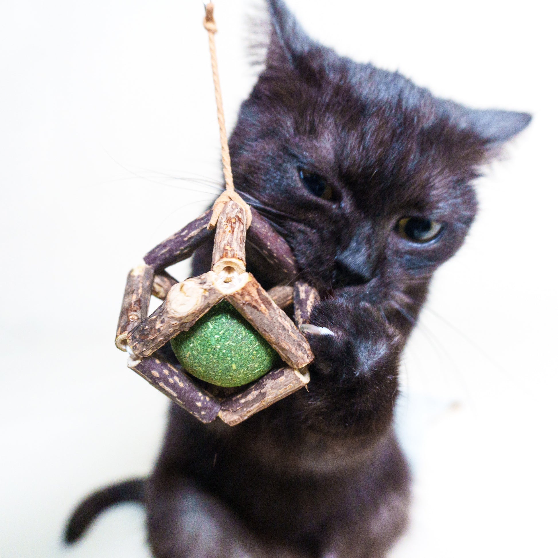 Silvervine and Cat Nip Combo Pack