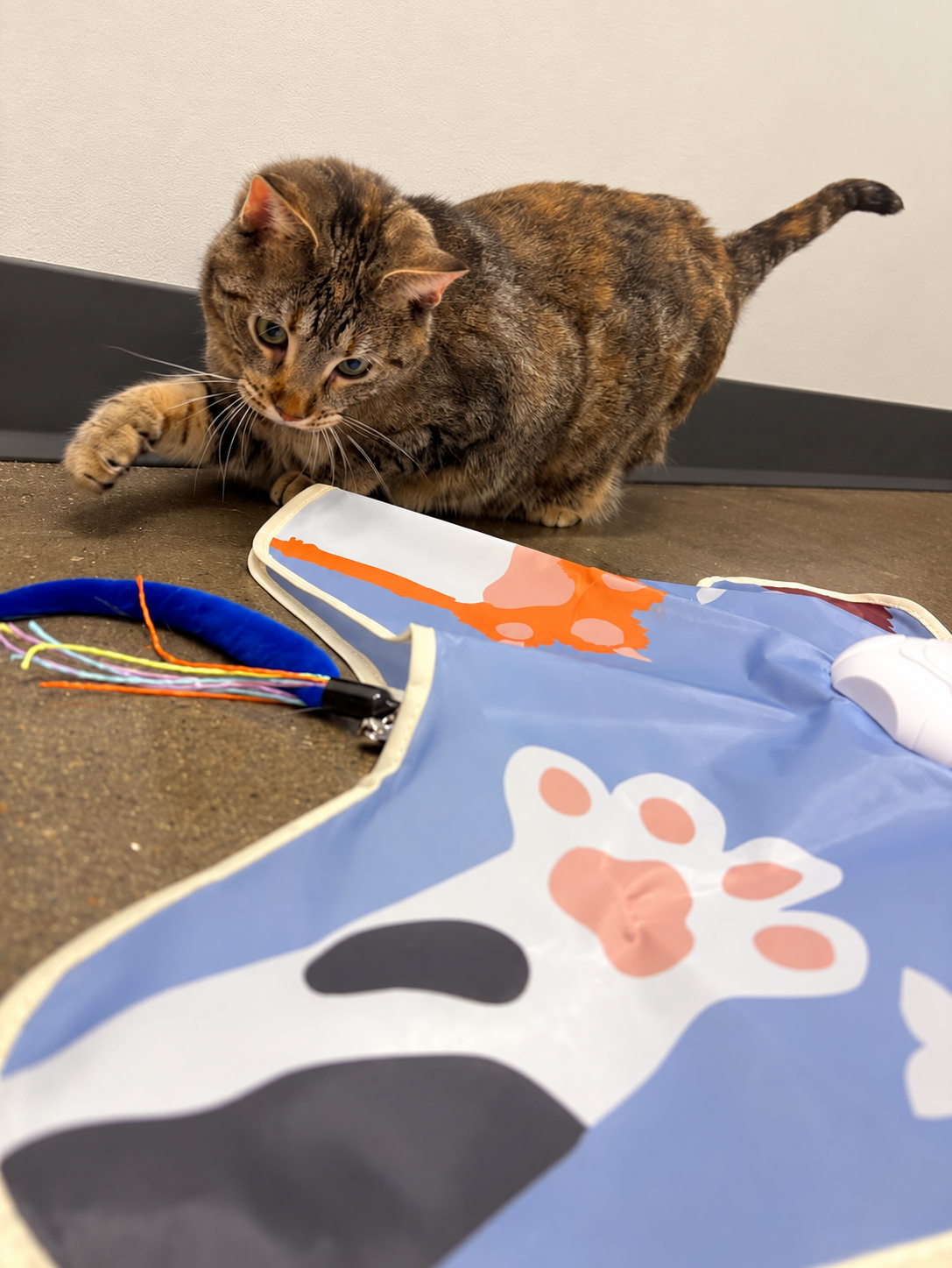 A tabby cat batting a teal feather ball