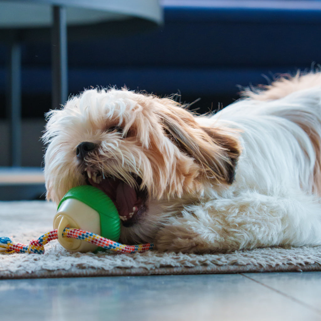 WhirlyBird- Random Moving Dog Toy with Rope