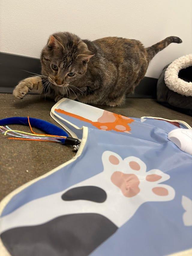 Paw Paw Peek-A-Boo Interactive Cat Toy – 5-Point Feather Hunting Game with Bird Sounds