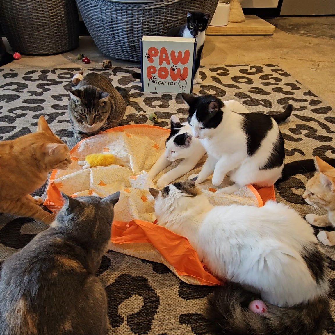 Pounce Mat 2-in-1 Toy with interactive ball