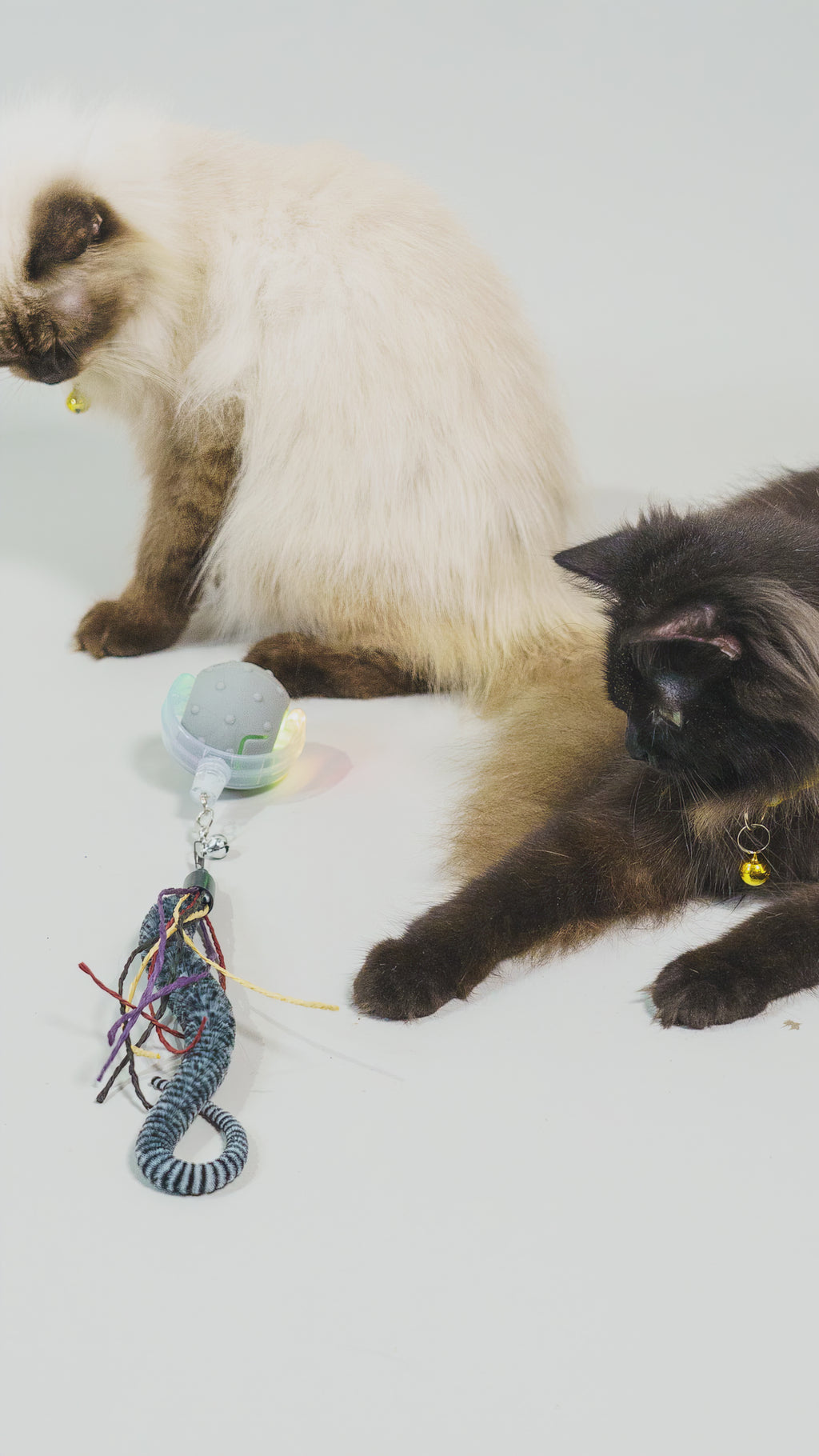 Bounce and Pounce from Paw Paw by Jeanne