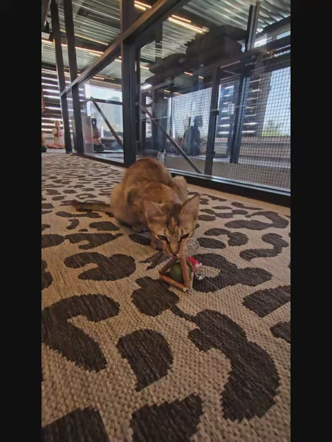 Nature's Treat – Silvervine & Catnip Ball Combo Toy