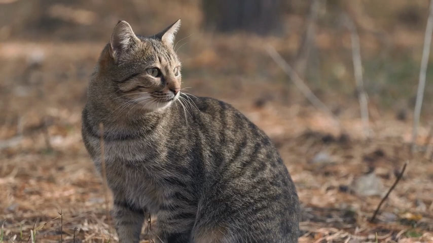 Pounce Mat Hunting Toy- 2-in-1 Toy with interactive ball