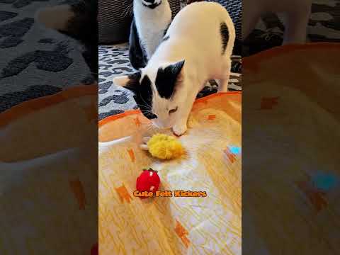 Pounce Mat 2-in-1 Toy with interactive ball