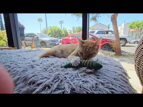 Catch of the Day – Fish Kicker Toy for Cats